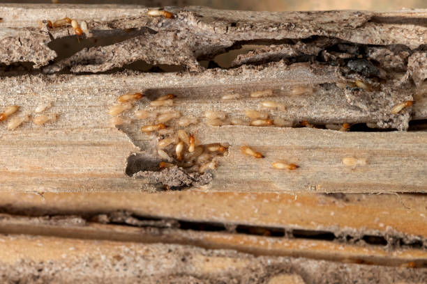 Best Pest Removal Services  in Cornwells Heights, PA
